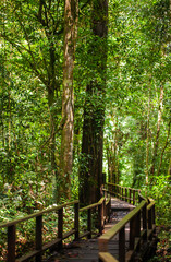 Fototapeta premium A path through the middle of a tropical rainforest with tall, dense trees provides a shady and comfortable atmosphere. This is the Nyadeng Forest in Berau, East Kalimantan, Indonesia.