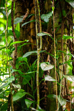 Close-up of tree trunks and vines growing in a tropical forest area.  This is the Nyadeng Forest Area in Berau Regency, East Kalimantan, Indonesia.