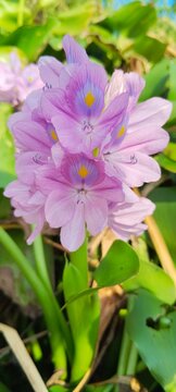 close-up of water hyacinth flower (eichhornia crassipes)