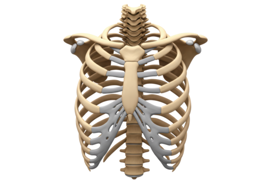 Isolated Three-Dimensional Anatomical Illustration of a Human Rib Cage, Including Sternum, Clavicles, and Cervical Vertebrae, with Detailed Bone Structure