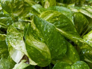 Close-up of fresh green leaves with air droplets, showcasing natural textures and diverse patterns. Tropical foliage, suitable for botanical, environmental, and natural decor themes