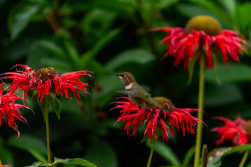 A beautiful hummingbird with shimmering orange and brown feathers hovers in mid-air, its long beak reaching into a vibrant red flower with delicate petals. The background is a soft green.