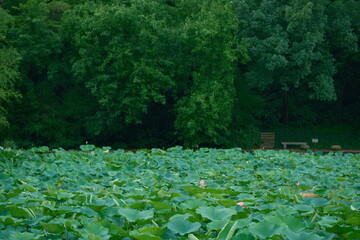 A lush lotus pond in summer