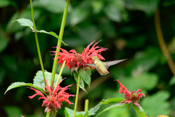 A beautiful hummingbird with shimmering orange and brown feathers hovers in mid-air, its long beak reaching into a vibrant red flower with delicate petals. The background is a soft green.