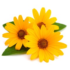 Fototapeta premium Yellow flowers, closeup, white background