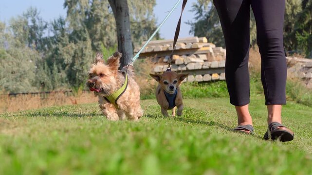 Chinese woman walking two small dogs on grass