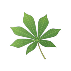 A vibrant green cassava leaf with detailed veins, isolated on a white background.