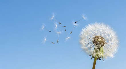 Obraz premium A dandelion seed head dispersing its seeds into a clear blue sky, representing wishes, dreams, and new beginnings