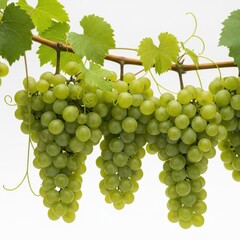 Obraz premium Bunches of ripe green grapes hanging from a vine isolated on white background