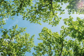 Fototapeta premium Bottom-up view tall trees with vibrant green leaves on sky background. Sustainable conservation and ecology concept