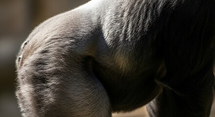 Close Up of a Gorilla Body Fur Detail in Daylight, Nature Background