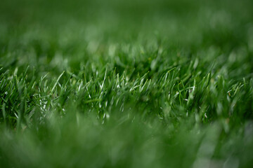 Grass background texture. Green grass field backdrop. Lush lawn closeup view. Fresh grass on ground. Lawn and grass texture. Grassy nature backdrop.