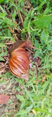 a giant african land snail (lissachatina fulica) on grass