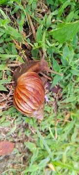 a giant african land snail (lissachatina fulica) on grass