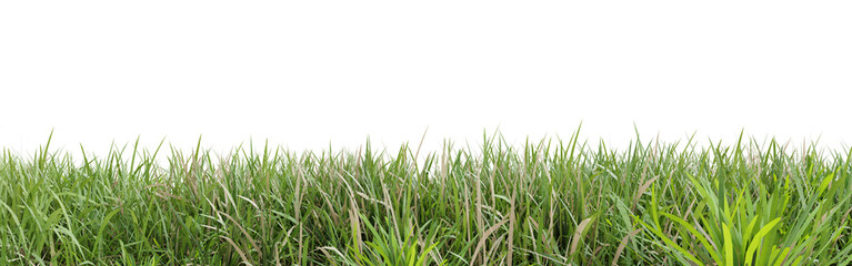 Green grass isolated on transparent background 3d rendering png
