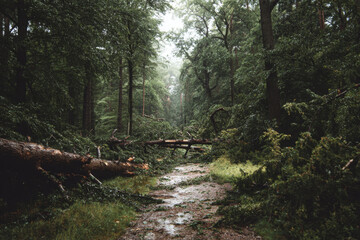 Gloomy forest path presents challenge, with fallen tree after storm damage creating obstacle