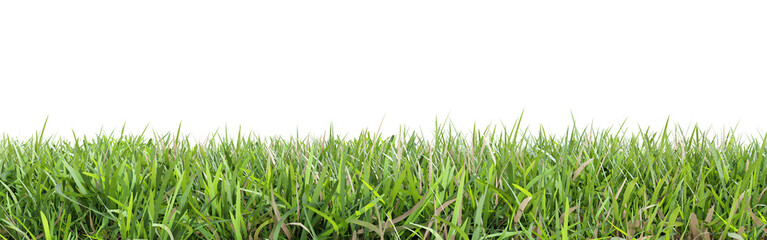 Green grass isolated on transparent background 3d rendering png