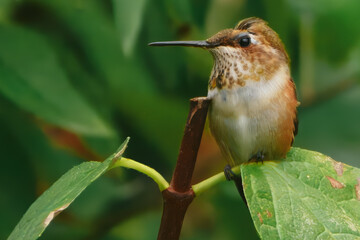 A tiny rufous hummingbird with a vibrant orange throat patch rests on a leafy branch. Its back is a soft brown, contrasting with the blurred green background.