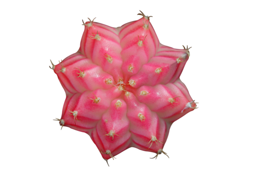 Colorful Gymnocalycium isolated on transparent background png file