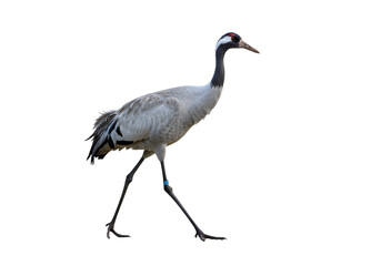 Obraz premium Elegant Eurasian crane graces a pristine white background, its graceful stride captured in a poised composition highlighting natural beauty and avian grace.