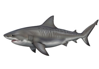 Obraz premium Illustration of a majestic underwater predator, with its streamlined body and powerful tail, showcasing its unique striped pattern and imposing presence.