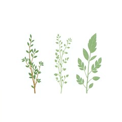 Fototapeta premium Flat Vector Botanical Icons – Culinary Herb Trio 