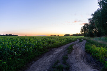 Road through green bean field in beautiful sunset lights. Summer landscape. Agriculture business.