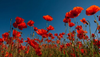 Vibrant red poppies fill a field against a brilliant blue sky, showcasing a summer landscape of intense color and beauty.