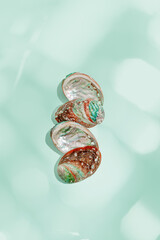 Colored shells on green blue background with sun flare. Natural textured Seashells of natural bright and shimmering at sunlight, Minimal nature still life poster, summer vibe, vivid color, vertical