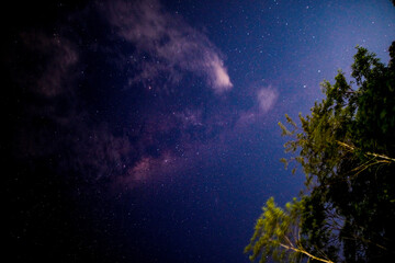 Stunning night sky with countless stars and the faint glow of the Milky Way galaxy, framed by dark tree silhouettes, showcasing the vast beauty of astrophotography.
