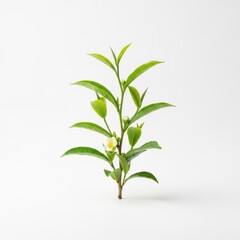 Fototapeta premium Green tea plant branch isolated on white background