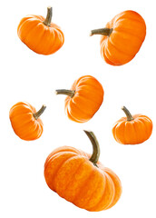 pumpkins on a transparent background forming a seasonal arrangement