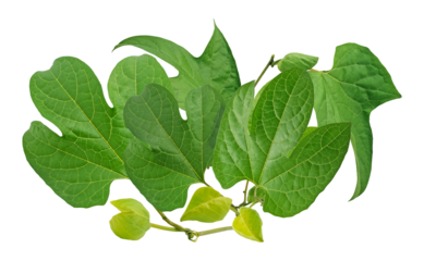 assorted green leaves and budding vines symbolize natural growth