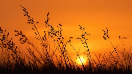 Obraz premium At sunset, the black grass silhouette in the gradient orange and yellow sky creates a tranquil and warm atmosphere, conveying a peaceful and resilient emotion.
