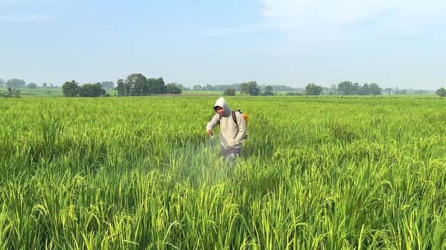 Agricultural worker spraying insecticide on paddy field