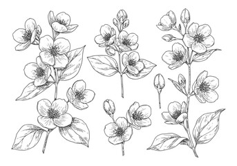 Fototapeta premium Elegant jasmine flower silhouette for natural beauty designs