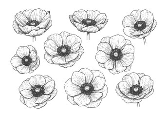 Elegant anemone flowers silhouette for modern botanical designs and floral pattern creation