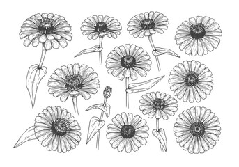 Elegant zinnia flower silhouette pattern for botanical designs and creative projects, vector art