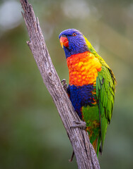 rainbow lorikeet on a branch