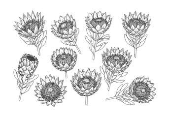 Elegant protea flower silhouette illustration for modern botanical designs and minimalist floral concepts