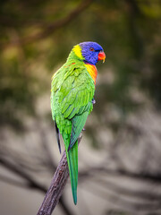 Lorikeet on branch