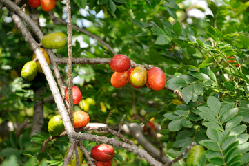 The ciriguela, Spondias purpurea; also called ceriguela, siriguela or seriguela, is a tree in the anacardiaceae family. These same names also refer to its fruit, rich in C vitamin. Brasília, 2023