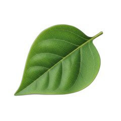 Fototapeta premium A single green leaf with detailed veins, isolated on a white background.