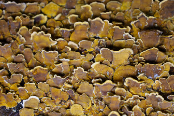 This macro shot captures a dense cluster of brittle fungus growing on a tree. Its intricate shapes and textures create an abstract natural pattern in shades of brown and yellow.