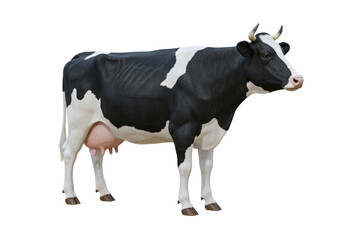 Isolated Black and White Holstein Cow Standing Calmly with Horns Against a Clean White Background