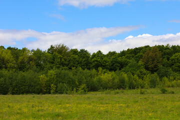 ​A summer landscape with a bright, blue sky and light clouds above a dense forest. A meadow filled with small yellow flowers and green grass stretches out in front of the forest.