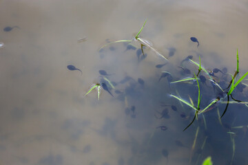 ​A group of tadpoles swims in murky water near the shore, between thin stalks of green grass. This detailed photograph perfectly captures the dynamics of life in a pond and the processes of developmen