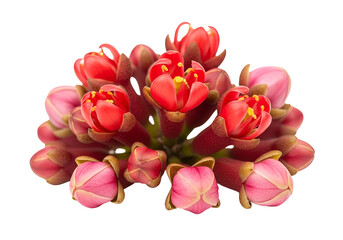 Close-up of a cluster of vibrant red and pink blossoms, showcasing detailed textures and delicate structures against a stark black backdrop.