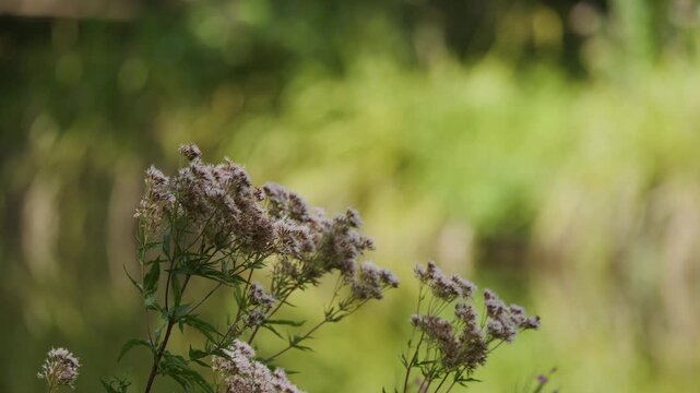 Wildflowers Swaying in Gentle Wind with Blurred Background