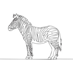 Continuous line of walking standing zebra .Single one line art of wild zebra , One continuous line illustration of an zebra isolated on white background.
